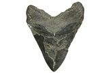 Huge Fossil Megalodon Tooth - South Carolina #369995-2